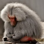 Halten Sie Ihren Kopf so hoch…